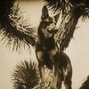 Rin-Tin-Tin
