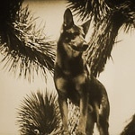 Rin-Tin-Tin